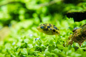 Dwarf Puffer (Carinotetraodon travancoricus) swimming in planted aquarium