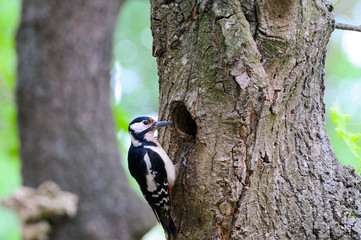 Cute Woodpecker on tree. Green forest background.