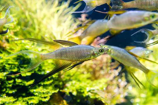 Threadfin Rainbowfish (Iriatherina werneri) beautiful swimming in planted aquarium