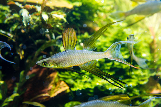 Threadfin Rainbowfish (Iriatherina werneri) beautiful swimming in planted aquarium