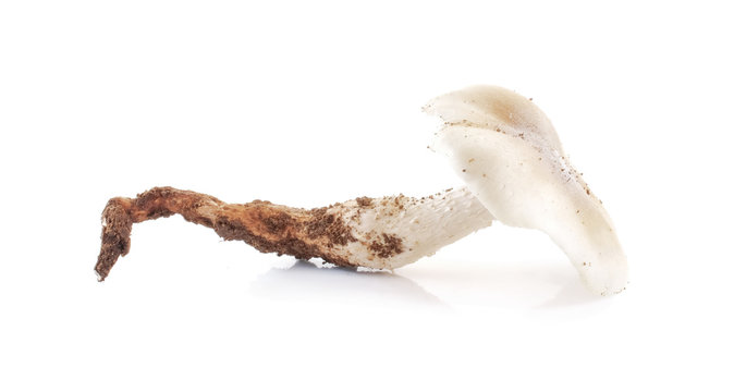 termite mushroom isolated on white background..