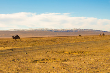 Camels in the Steppe and Mountains
