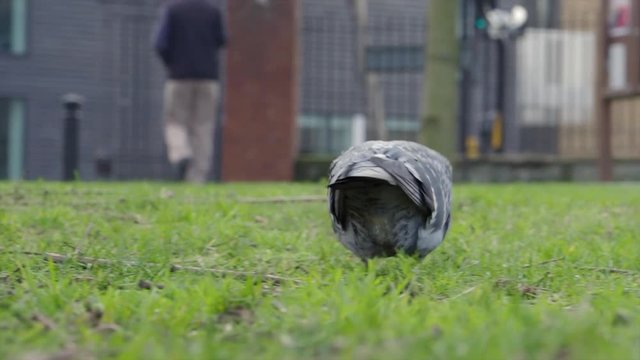 Feral pigeon (Columba livia domestica), also called city dove, city pigeon, or street pigeon