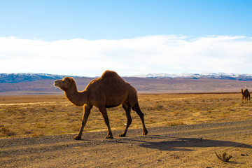 Camels in the Steppe and Mountains