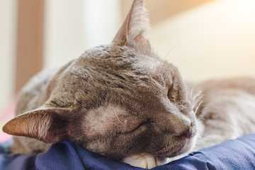 Cat sleeping on the couch