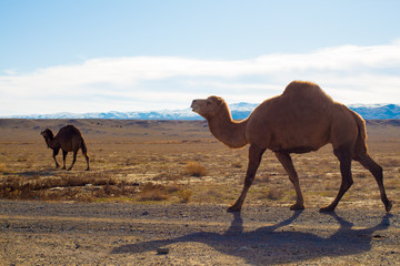 Camels in the Steppe and Mountains