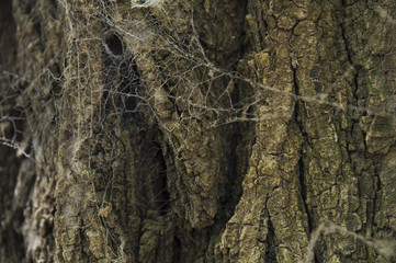 Tela de araña en un árbol