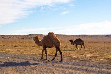 Camels in the Steppe and Mountains