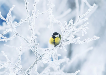 cute little chickadee bird sitting among the tree branches covered with cold snow flakes and...