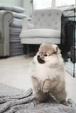 Pomeranian teacup puppy