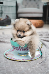 Pomeranian teacup puppy
