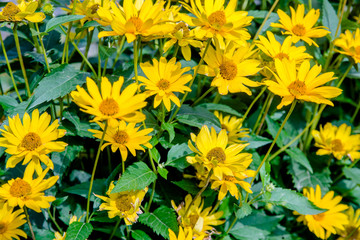 A yellow daisy blooms in the country garden 