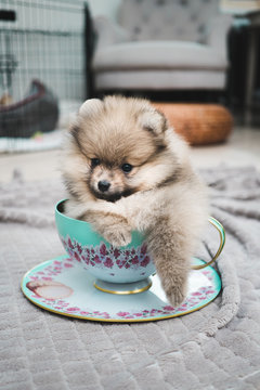 Pomeranian Teacup Puppy