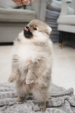 Pomeranian teacup puppy