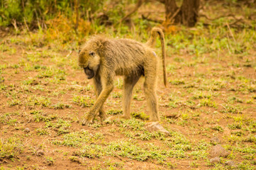 Naklejka na ściany i meble Four-legged baboon in savannah at Amboseli Park in northwestern Kenya