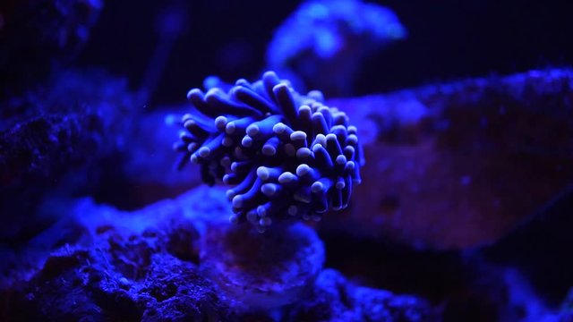 swaying coral inside blue light aquarium tank at night