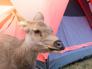 Big brown friendly deer.Lying near the tent.Of tourists.In Phu Kradueng National Park, Loei..Thailand.To find food from people nearby. © thatkasem14