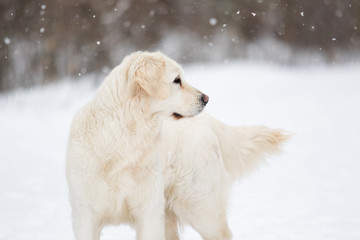 golden retriever dog in winter park