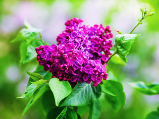 Blooming purple lilac