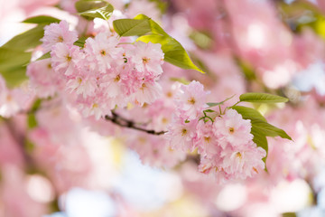  Rosa Kirschblütenzweig im Vordergrund von der Sonne beschienen mit weiteren rosa Kirschblüten im Hintergrund