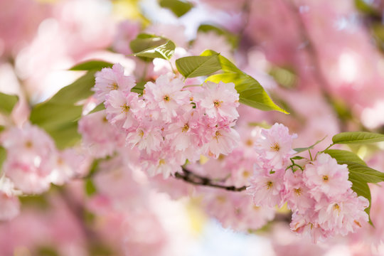 Blossoming cherry branch. Beautiful spring background