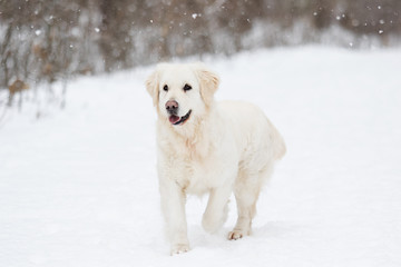 golden retriever dog in winter park