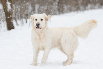 golden retriever dog in winter park