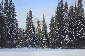 snow, winter, forest, tree, cold, landscape, sky, nature, mountain, christmas, frost, fir, trees, white, blue, ice, snowy, pine, season, ski, frozen, scene, wood, spruce, outdoor