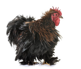 pekin chicken in studio