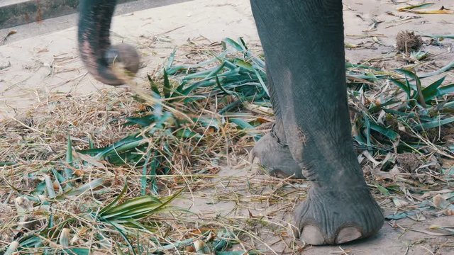 Chained to the ground with chain elephant eating grass with a trunk