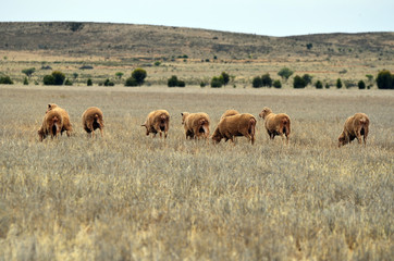 Australia, South Australia,sheeps
