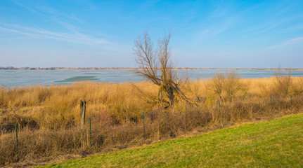The edge of a frozen pond in sunlight in winter
