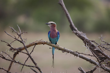 Obraz premium Wild African Bird in African Botswana savannah