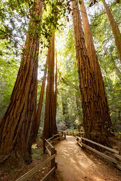 Trail Through Redwoods In Muir Woods National Monument Near San Francisco, California, USA