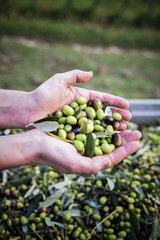 raccolta olive _ olio Tuscany