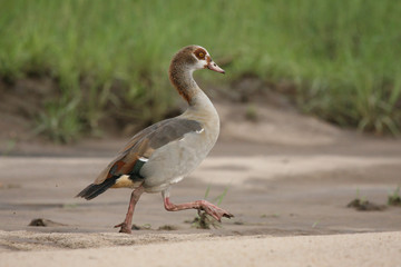 Naklejka na ściany i meble Wild African Bird in African Botswana savannah