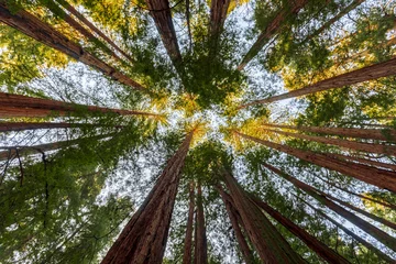 Foto auf Glas Mammutbäume im Muir Woods National Monument in der Nähe von San Francisco, Kalifornien, USA © Mariusz Blach