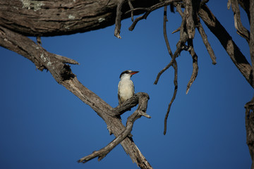 Wild African Bird  in African Botswana savannah