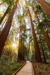 Fototapeta premium Szlak przez sekwoje w Muir Woods National Monument w pobliżu San Francisco w Kalifornii, USA