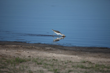 Wild African Bird  in African Botswana savannah