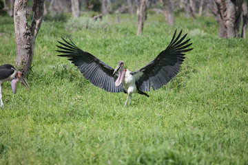 Wild African Bird  in African Botswana savannah