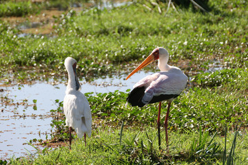 Wild African Bird  in African Botswana savannah