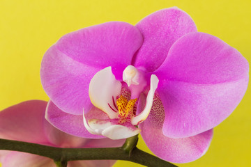 Phalaenopsis orchid flower on a branch with unbroken buds close-up with copy space on a yellow background, concept of spring and holiday