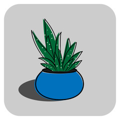 Aloe vera in the pot