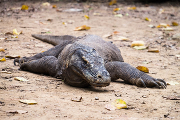 Komodo Dragon in Komodo Island Indonesia