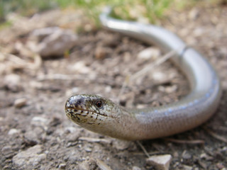 Blindschleiche, Anguis fragilis