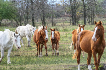 Naklejka na ściany i meble horses free on a field in winter in argentina