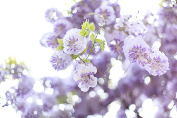 Close up of purple wisteria flowers in  soft light 