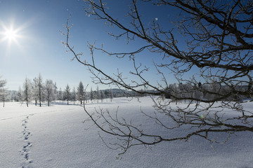 Beautiful winter wallpaper from Finland. Cold morning with sunshine and blue sky. Deep snow. Some animal trails on the snow.