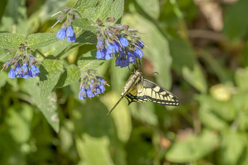 Papilio machaon